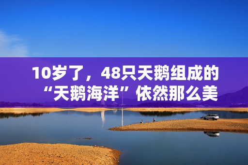 10岁了，48只天鹅组成的“天鹅海洋”依然那么美